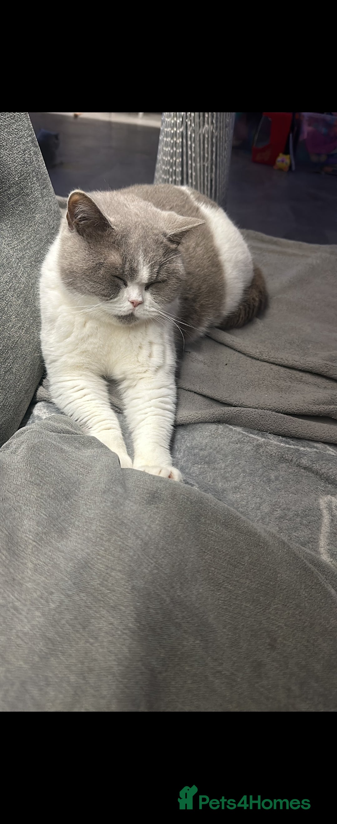 British Shorthair cats for sale: Full pedigree british short hair kittens - Image 12