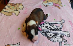 Tibetan Terrier dogs for sale: KC Tibetan Terrier Puppies For Sale😀 - Image 15