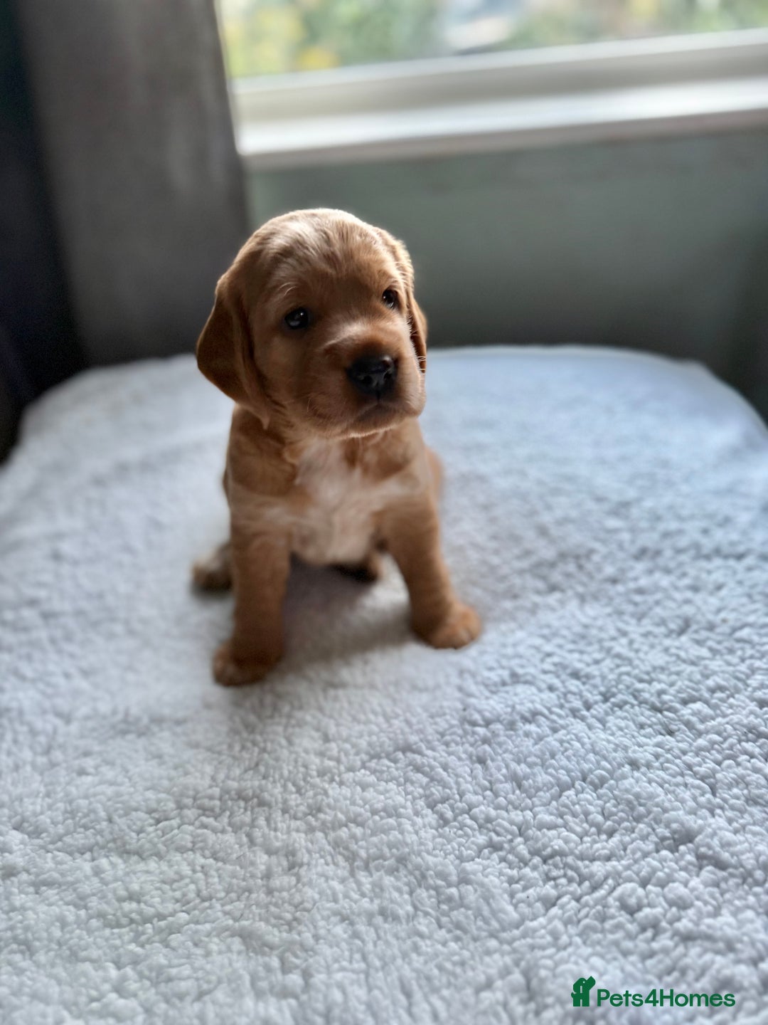 Cockerdor dogs for sale: Gorgeous Cockador puppies  - Image 5
