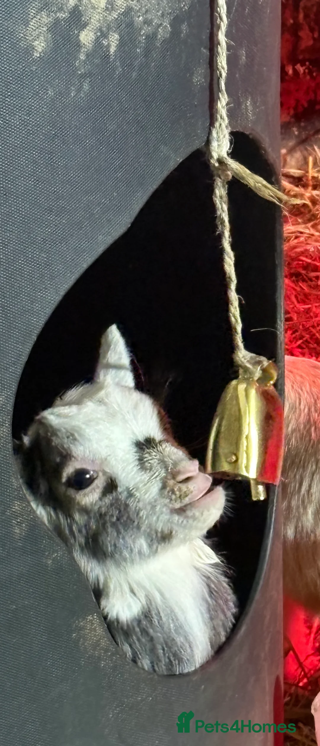 Goats livestock for sale: Very Friendly Pygmy Goat Wethers - Advert 4