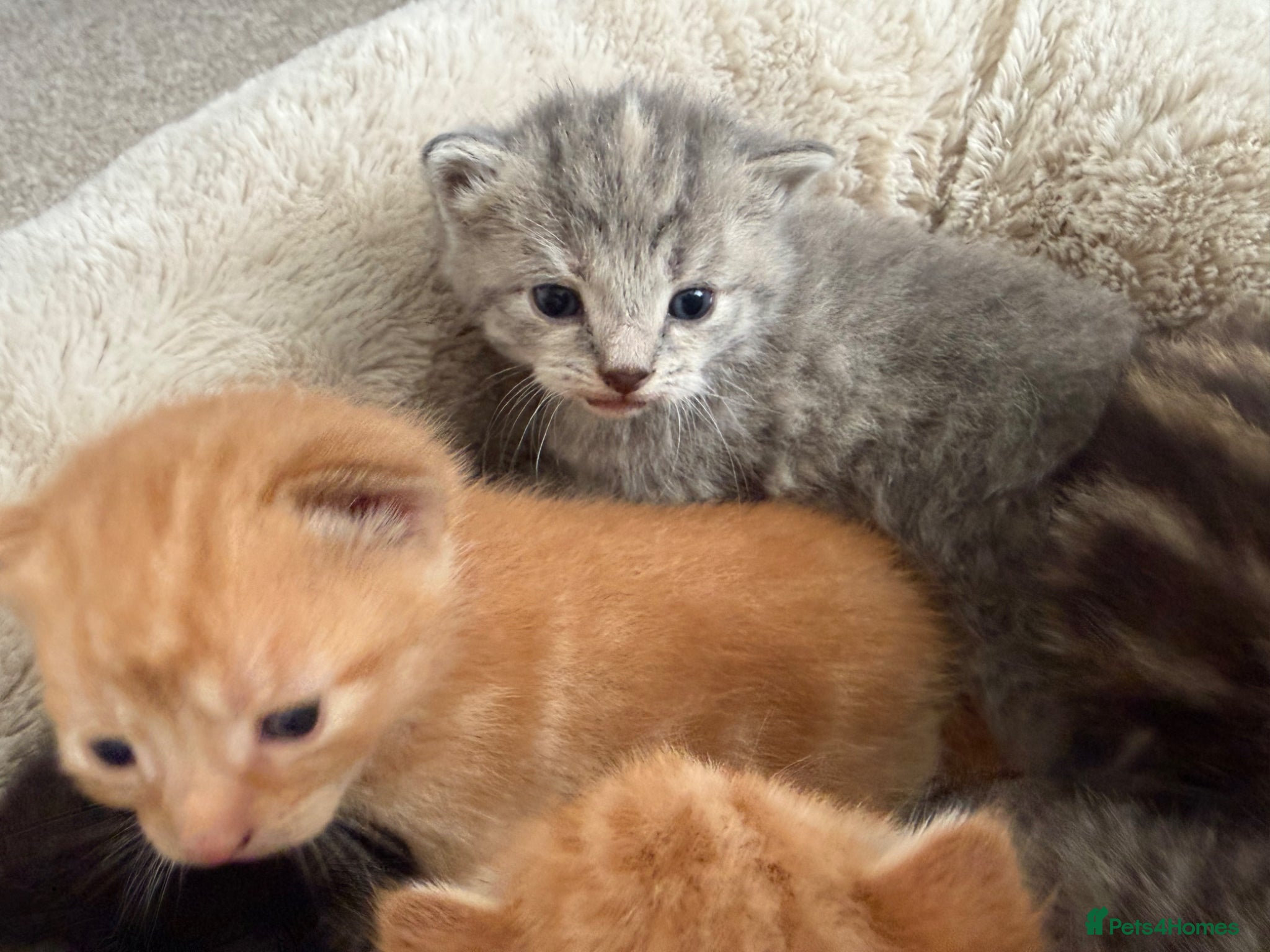Mixed Breed cats 8 fluffy kittens looking for forever home - Advert 2