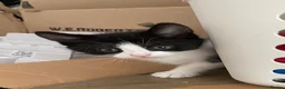 Mixed Breed cats for sale: Gorgeous Black & White kitten - Advert 8