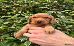 Cocker Spaniel dogs for sale: Health Tested Clear Cocker Spaniel Puppies  - Image 16