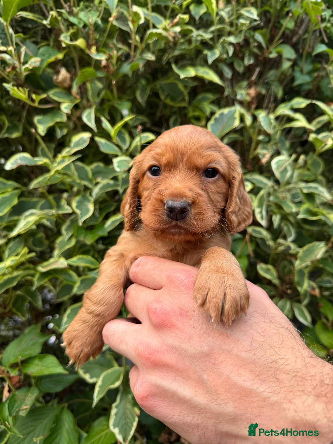 Cocker Spaniel dogs for sale: Health Tested Clear Cocker Spaniel Puppies  - Image 16