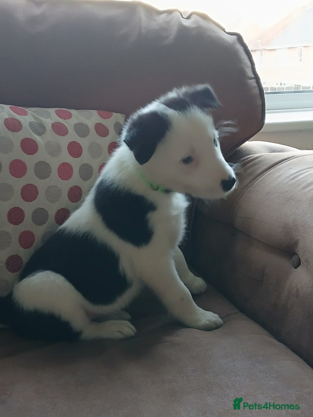 Border Collie dogs for sale: Border Collie Pups - Health tested clear parents - Advert 13