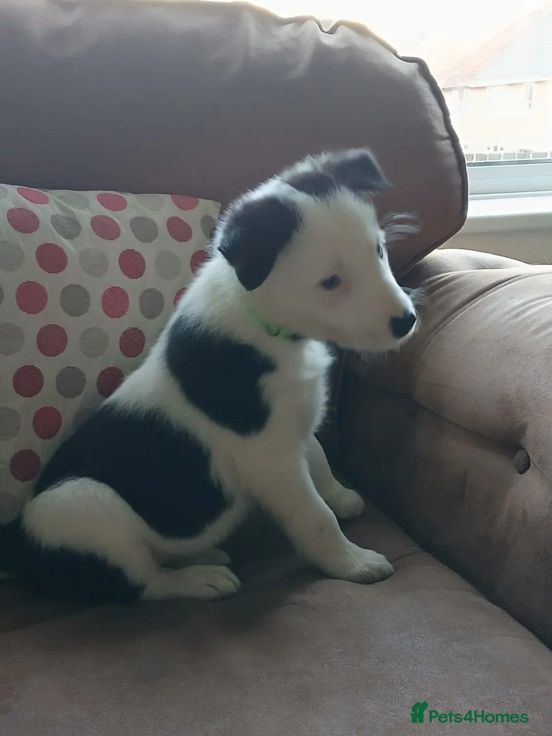 Border Collie dogs for sale: 1 Border Collie Pup - Health tested clear parents - Advert 21