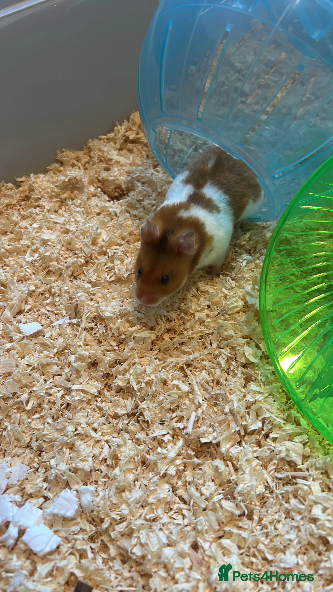 Hamster rodents for sale: Harold the hamster  in Sheffield - Advert 1