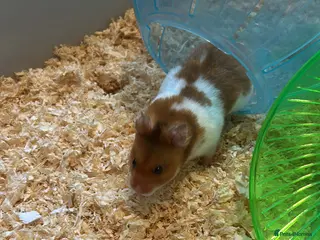 Hamster rodents Harold the hamster in Sheffield - Advert 1