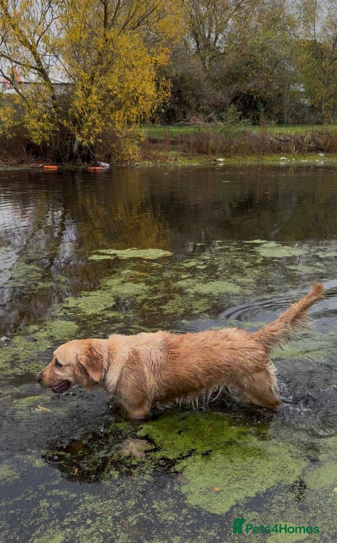 Golden Retriever dogs for sale: KC Pedigree Golden Retriever Female Adult - Image 7