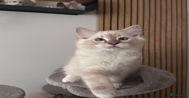 Ragdoll cats - Advert 4