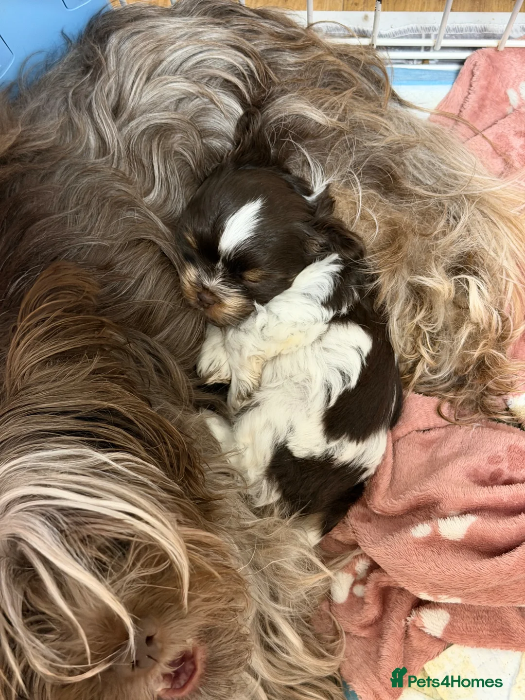 Biewer Terrier dogs for sale: Male Biewer Yorkie Puppy- Ready to go 😊 - Advert 1