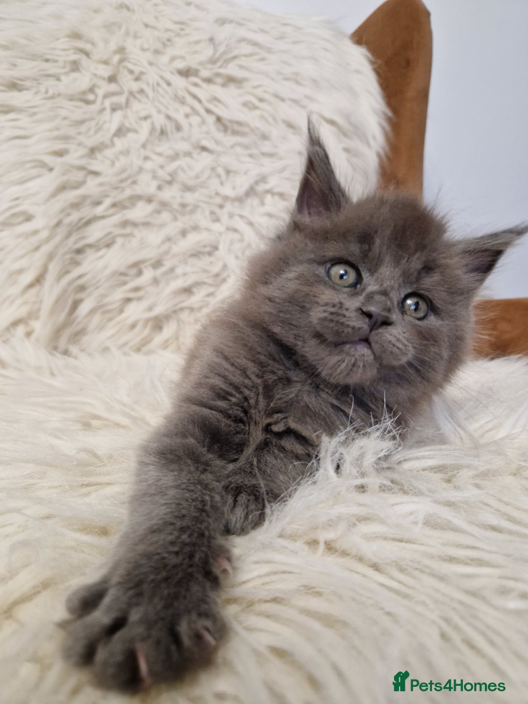 Maine Coon cats for sale: Maine Coon GCCF  - Advert 3