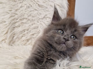 Maine Coon cats Maine Coon GCCF - Advert 5