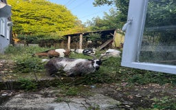 Goats livestock for sale: Five pgymy goats looking for a good home  - Image 1