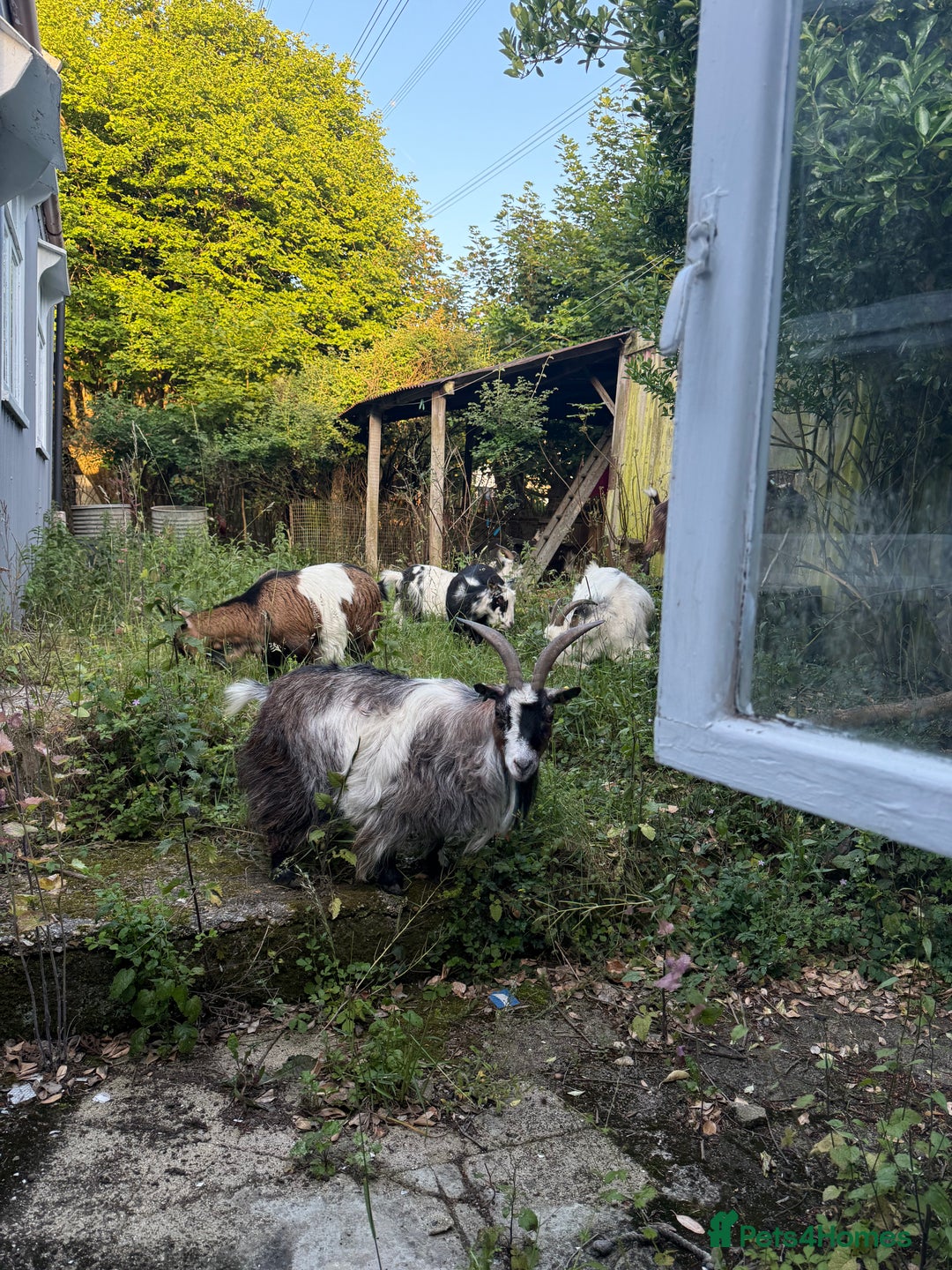 Goats livestock for sale: Five pgymy goats looking for a good home  - Image 1