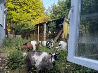 Goats livestock - Advert 2