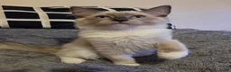 Ragdoll cats for sale: Fluffy Ragdoll Kittens  - Advert 6