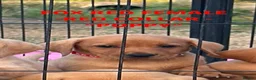 Labrador Retriever dogs for sale: SUPERB, HEALTHY, CHUNKY, FAMILY RAISED LABRADORS  - Advert 3
