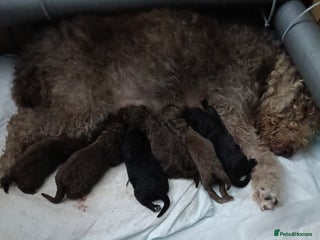 Bedlington Terrier dogs - Advert 2