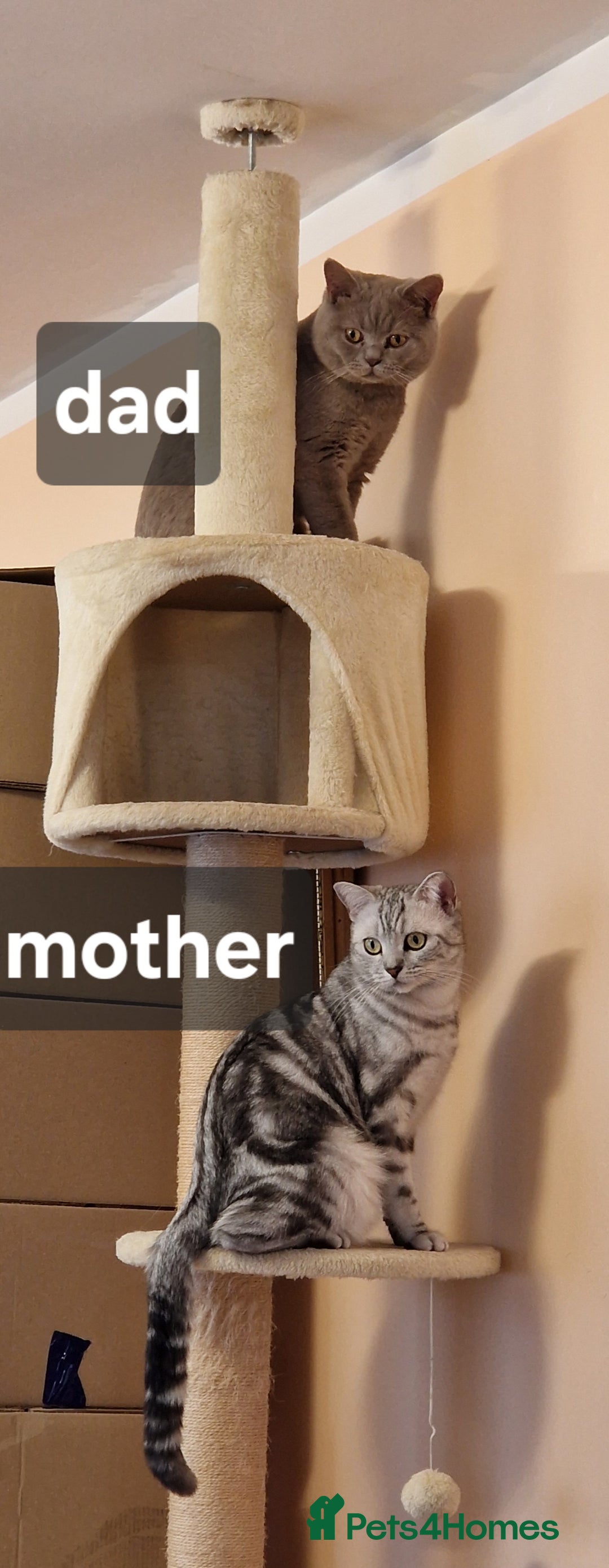 British Shorthair cats for sale: Lovely  British short hair kittens  - Image 23
