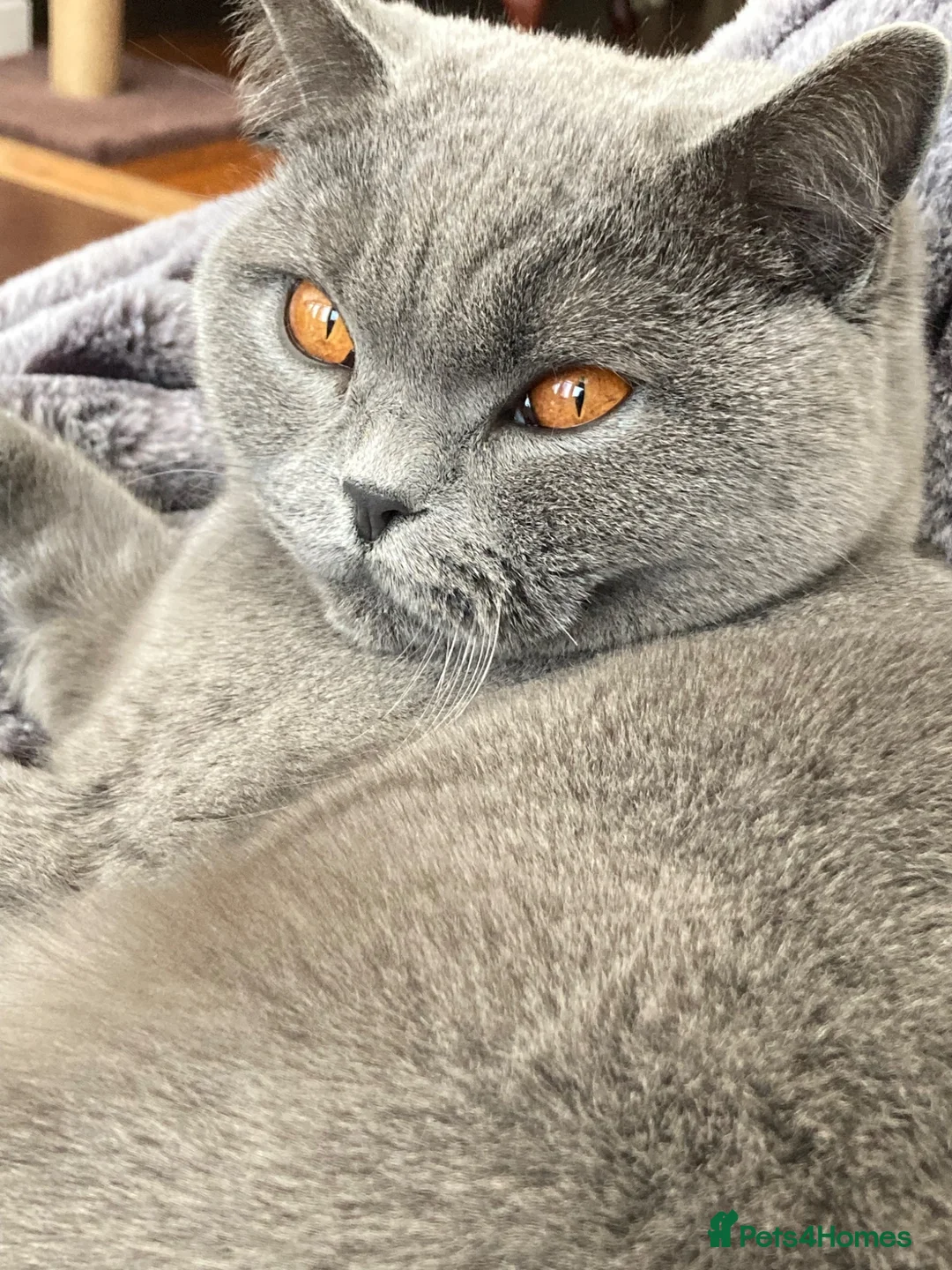 British Shorthair cats for sale: British Shorthair Female 3 yrs old - Advert 1