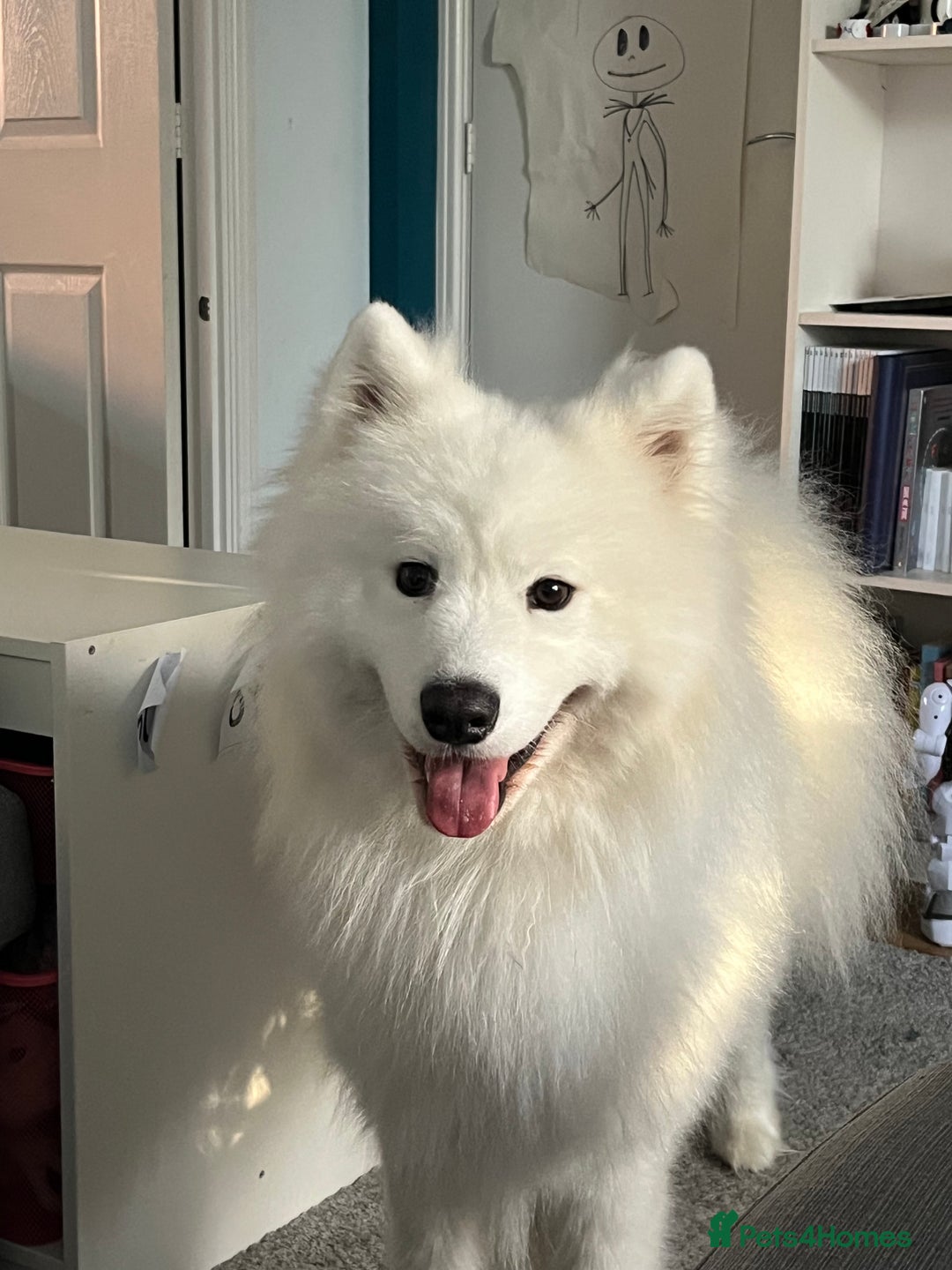 Samoyed dogs for sale: Samoyed - male - neutered  - Advert 2
