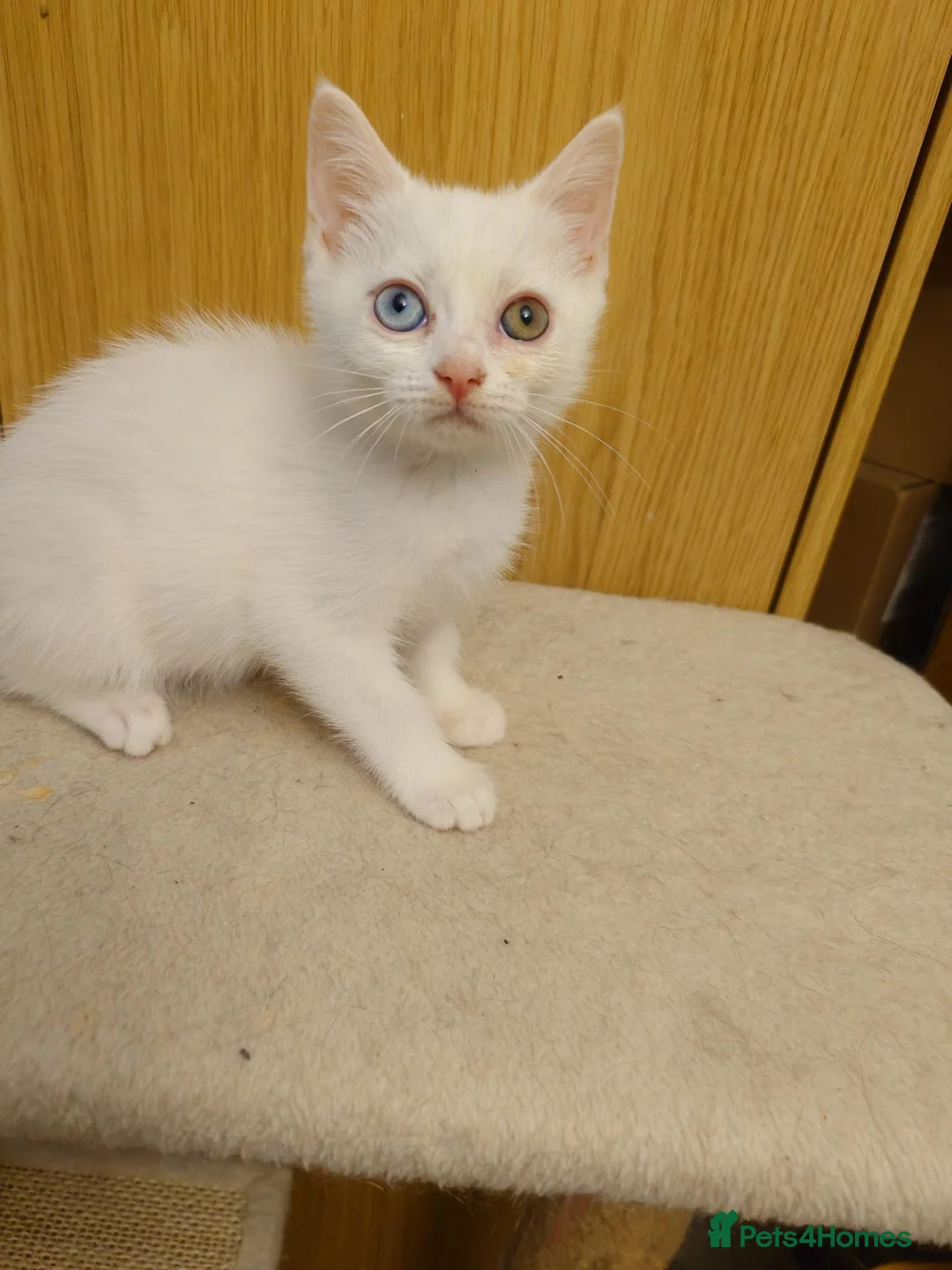 Mixed Breed cats for sale: 2 beautiful girls British shorthair mix - Advert 4