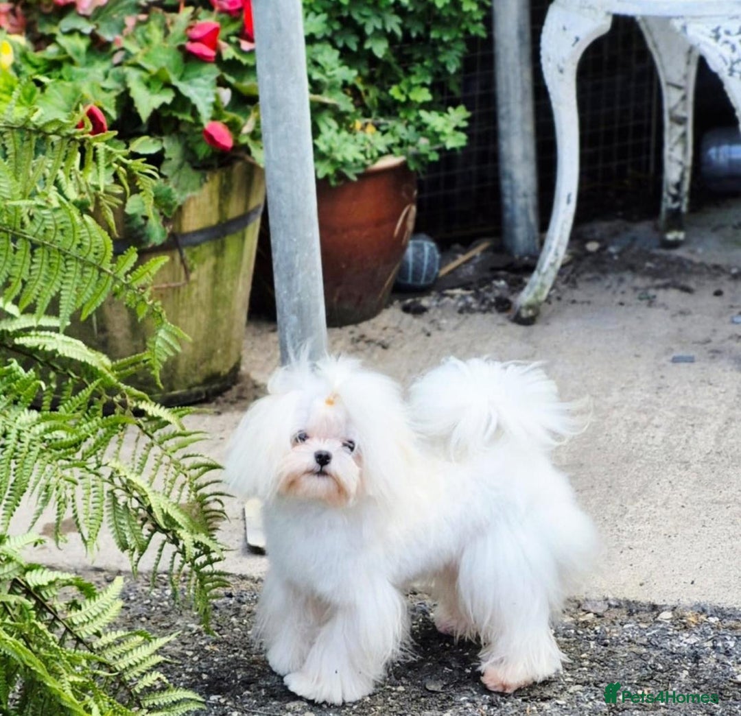 Maltipoo dogs for sale: True Mini Maltipoo F1 Puppies – Babyface Girls - Advert 13