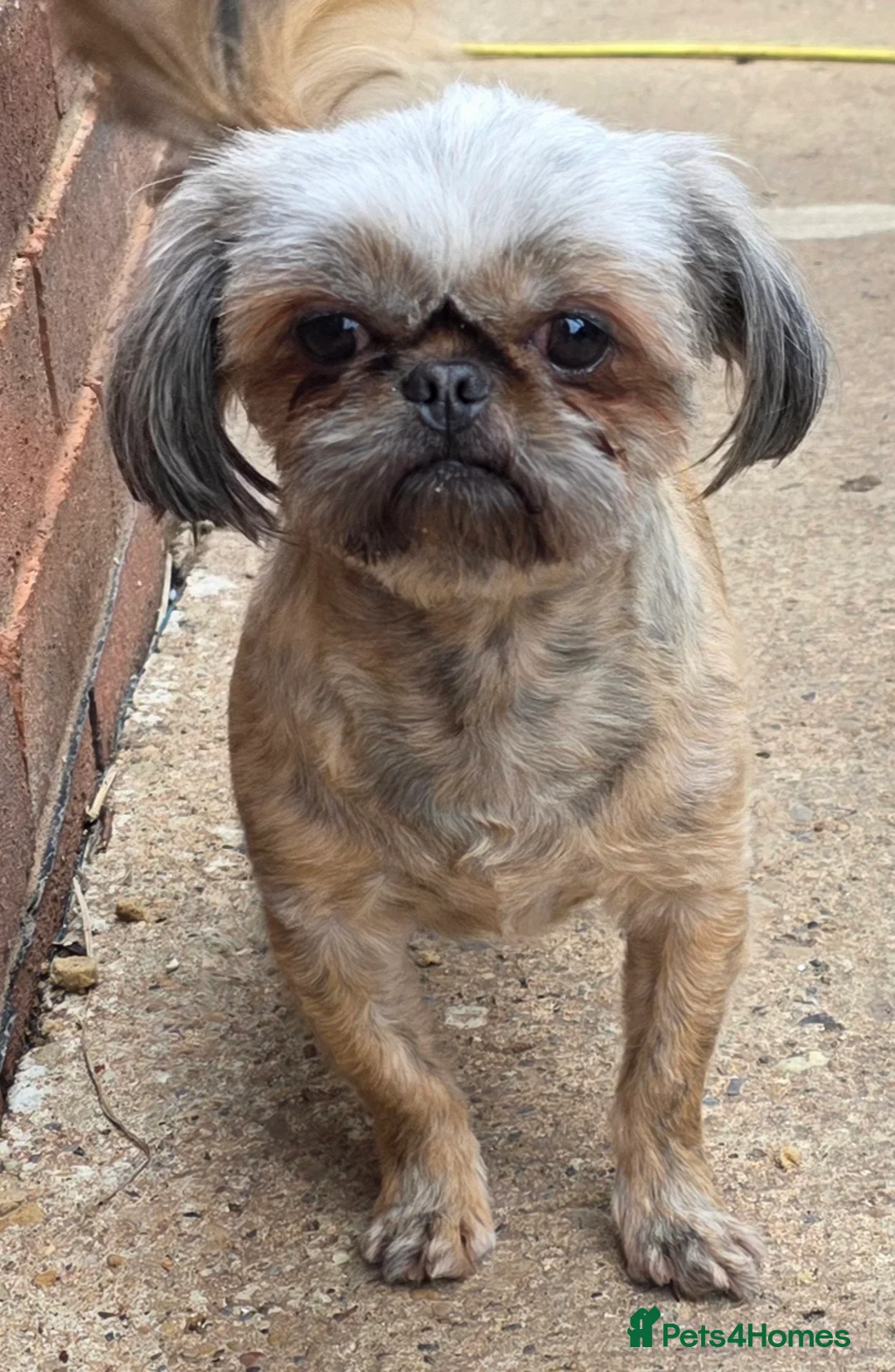 Shih Tzu dogs for stud: Proven kc rare brindle tiny imperial stud dog - Advert 1