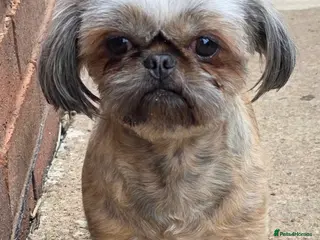 Shih Tzu dogs Proven kc rare brindle tiny imperial stud dog - Advert 10