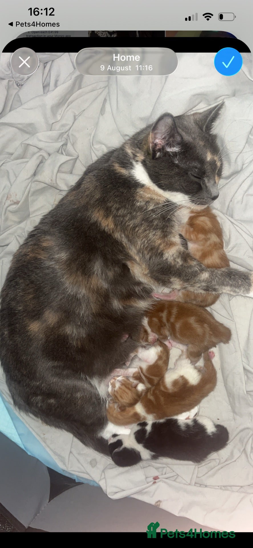 British Shorthair cats 5 Beuatiful kittens  - Advert 1