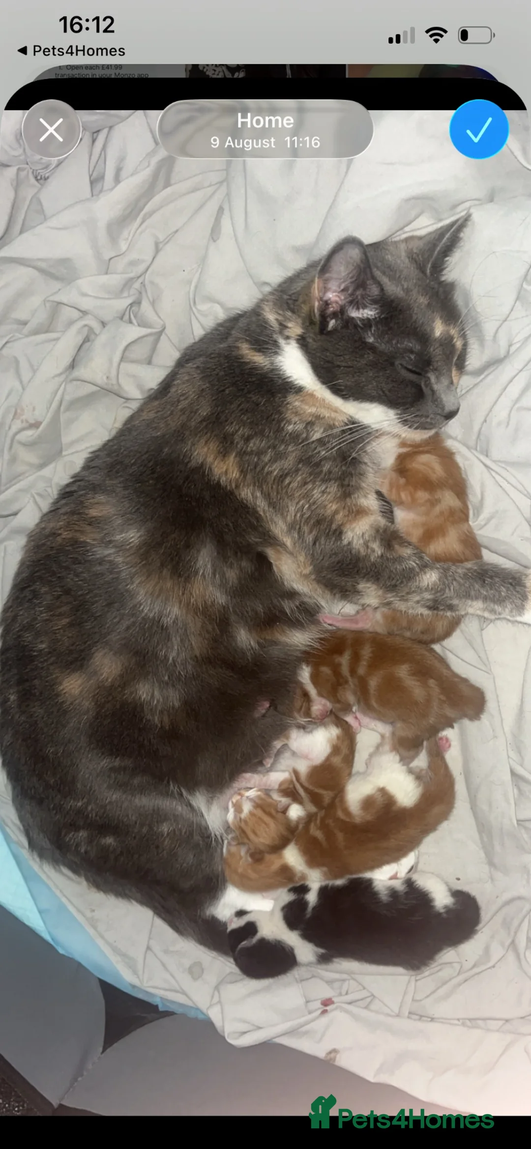 British Shorthair cats for sale: 5 Beuatiful kittens  - Advert 1