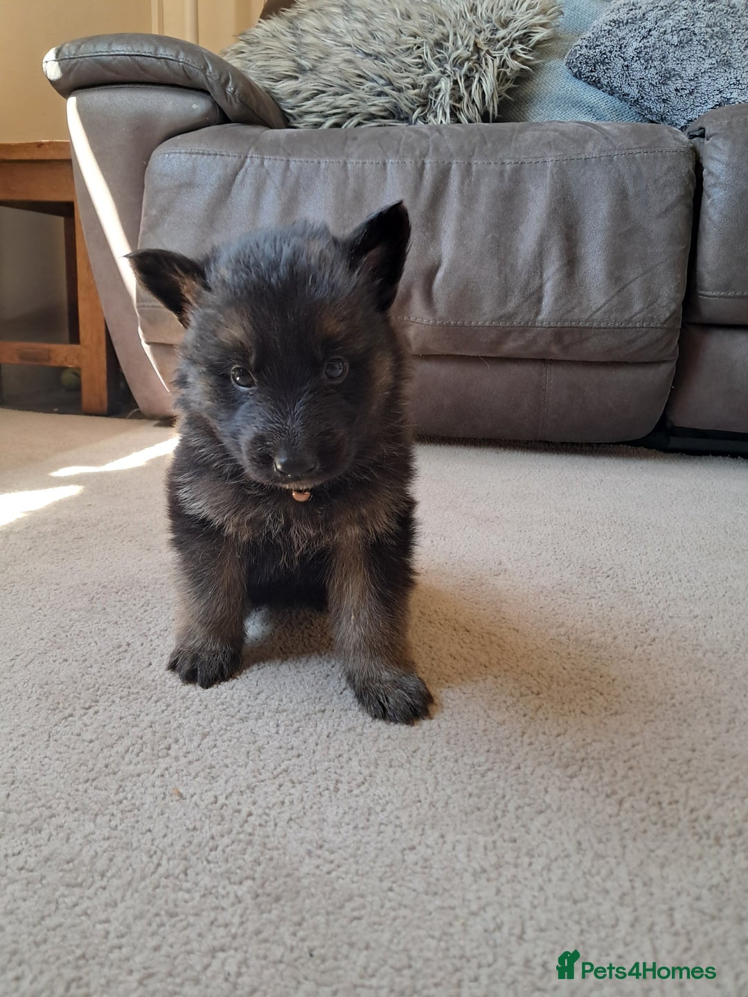 German Shepherd dogs for sale: German shepherd puppies  - Image 12