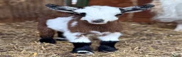 Goats livestock for sale: Kaleb and Jeremy  - Advert 22
