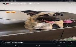 Mixed Breed dogs for sale: 1 year old for rehome - Image 2
