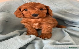 Cockapoo dogs for sale: Beautiful fox red cockapoo - Image 12
