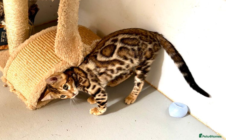 Bengal cats - Advert 1