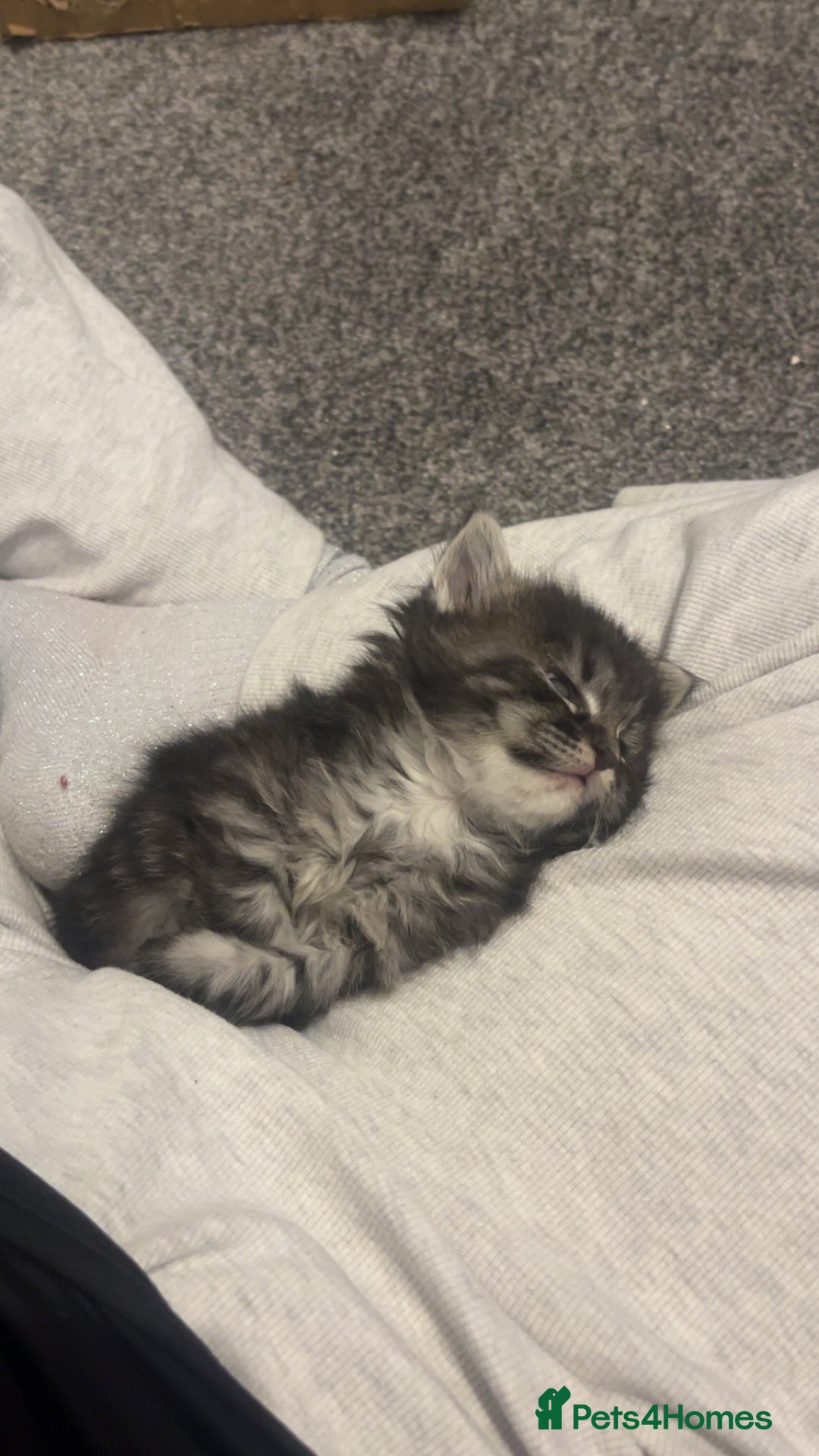 Maine Coon cats for sale: Maine coon X Ragdoll mix breed - Advert 15