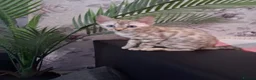 Bengal cats for sale: Tica reg. Bengal Kittens  - Advert 16