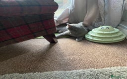 Persian cats for sale: British blue and Persian mix kittens ready now ❤️ - Image 7