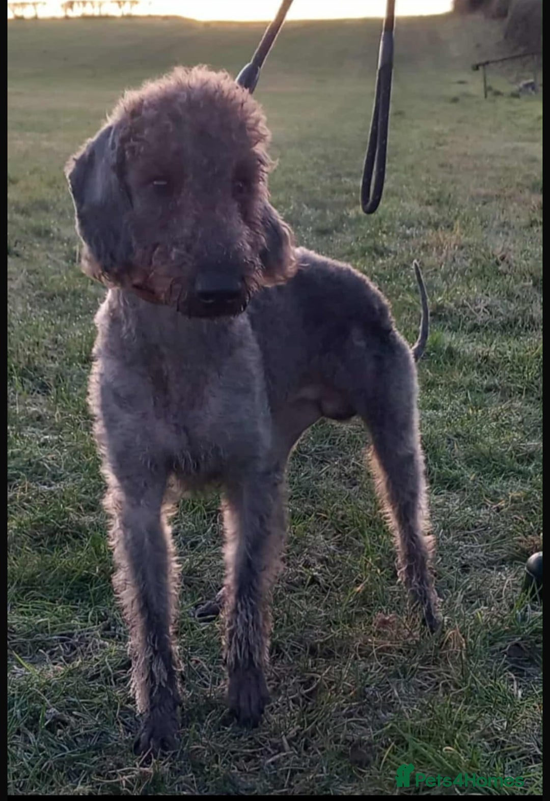 Bedlington Terrier dogs for sale: Bedlington whippet  - Advert 35