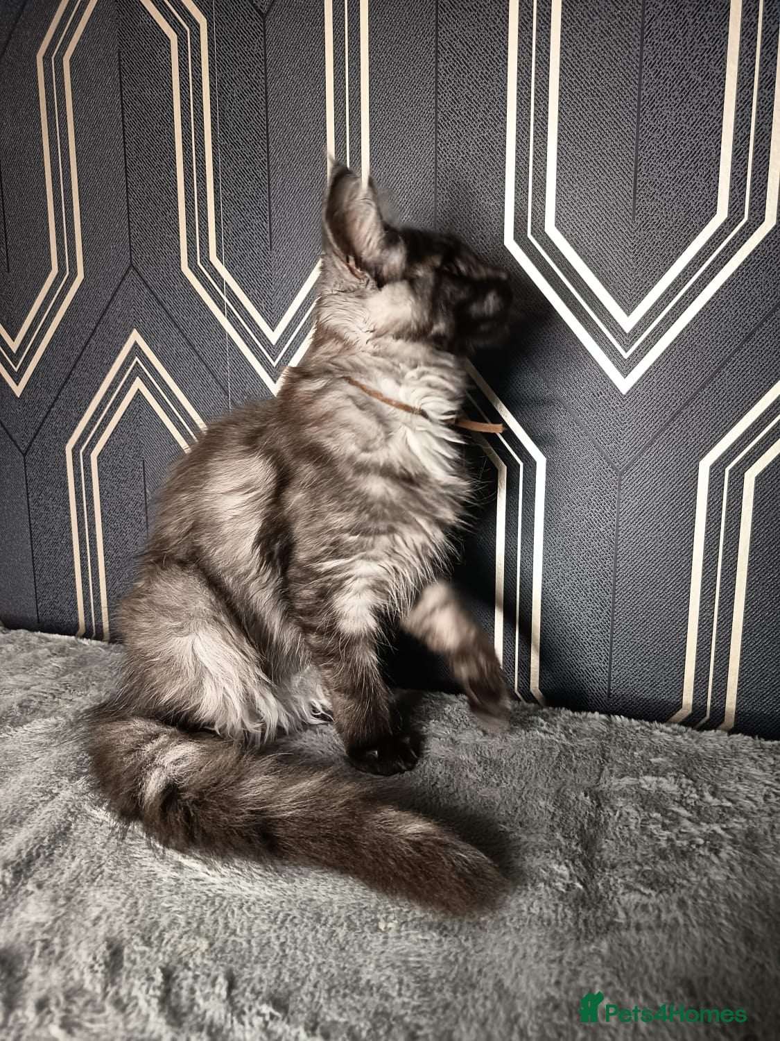 Maine Coon cats READY SOON Beautiful Maine coon babies  - Advert 2