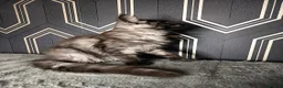Maine Coon cats for sale: READY SOON Beautiful Maine coon babies  - Advert 12