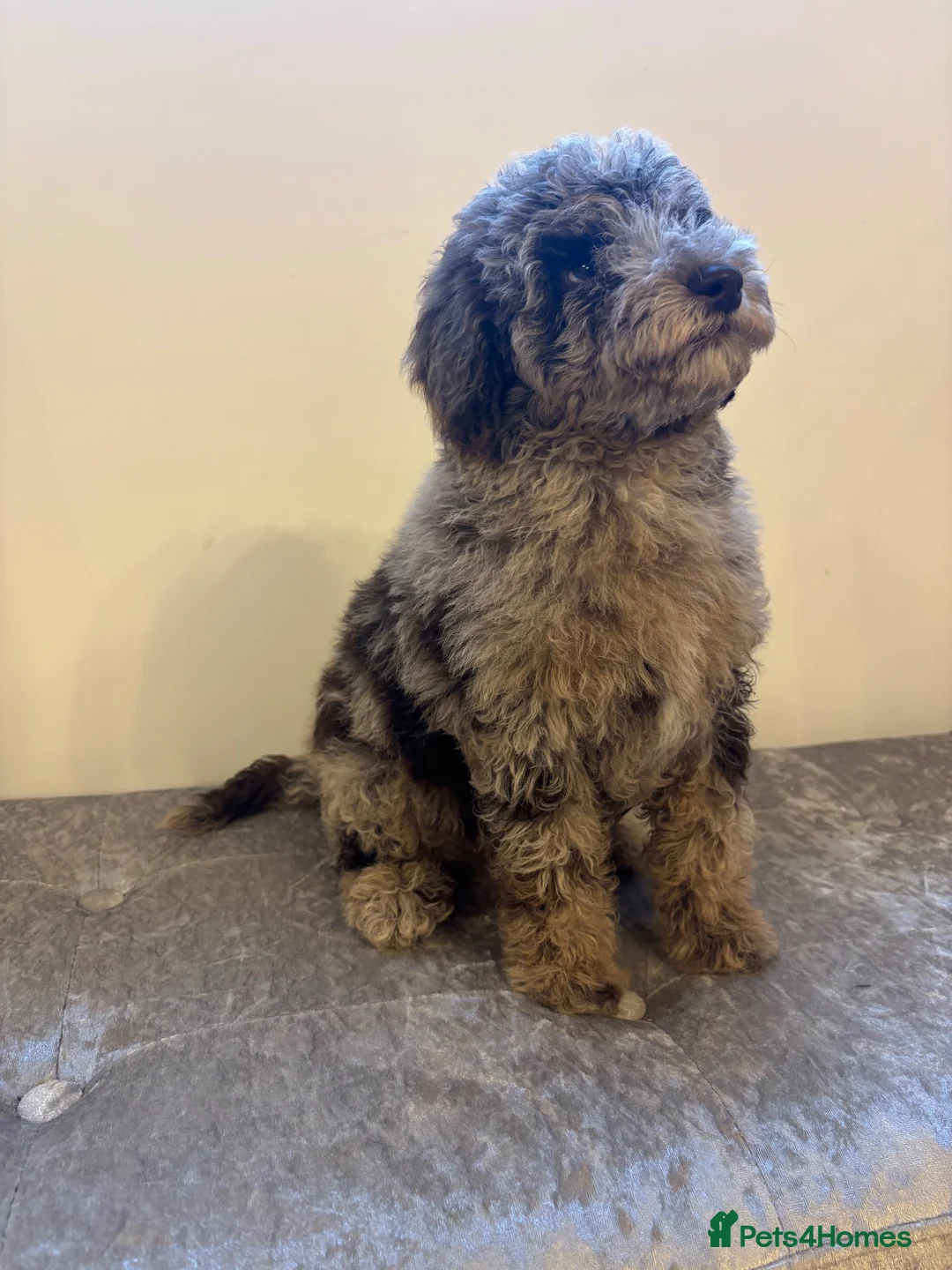 Miniature Poodle dogs for sale: Stunning miniature poodle puppies  in Thirsk - Advert 2