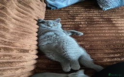 British Shorthair cats for sale: ❤️GCCF❤️ONE GIRL LEFT❤️READY❤️ BRITISH SHORTHAIR❤️ - Image 32