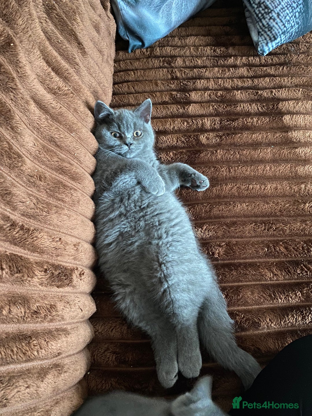 British Shorthair cats for sale: ❤️GCCF❤️ONE GIRL LEFT❤️READY❤️ BRITISH SHORTHAIR❤️ - Image 32