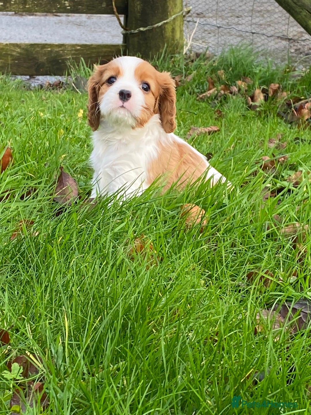 Cavalier King Charles Spaniel dogs for sale: 🐶🐶 Beautiful Cavalier King Charles Spaniel pupps - Advert 10