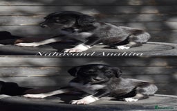 Saluki dogs for sale: ✨Exceptional Saluki Puppies from Iranian Imports✨ - Image 5