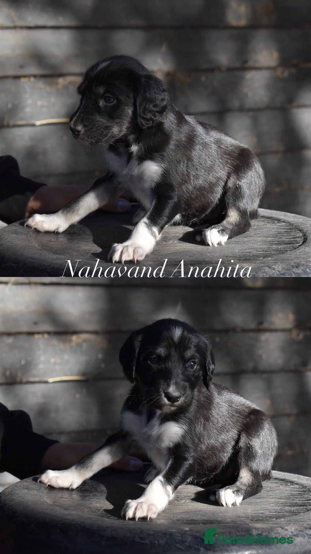 Saluki dogs for sale: ✨Exceptional Saluki Puppies from Iranian Imports✨ - Image 5