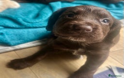 Sprocker dogs for sale: Beautiful spaniel puppies  - Image 5